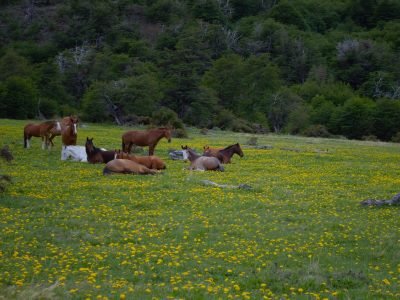 Regenerative Grazing: Soil Restoration In Torres Del Paine Conservation Reserve